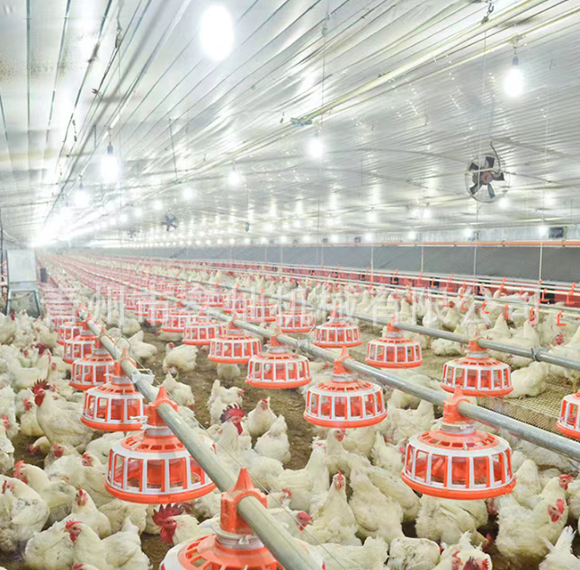 automatic chicken feeding line