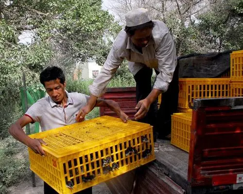 Philippines Chicken Crates